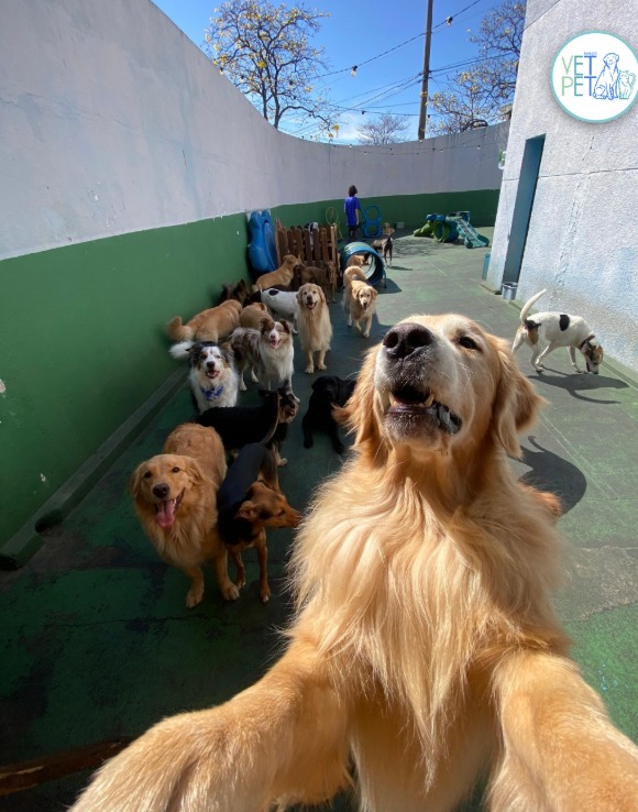 Cachorro feliz na recepção da clínica Espaço Vet Pet